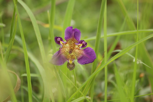 Purple Pleatleaf