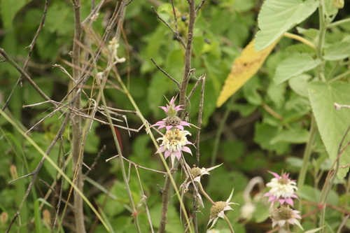 spotted horsemint