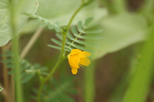 partridge pea