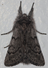 Pleromelloida conserta