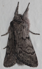 Pleromelloida conserta