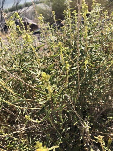 Isocoma acradenia, photograph 3