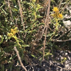 Isocoma acradenia, photograph (c) jonsense, some rights reserved (CC BY)