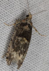 Chimoptesis chrysopyla