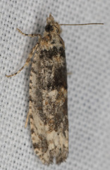 Chimoptesis chrysopyla