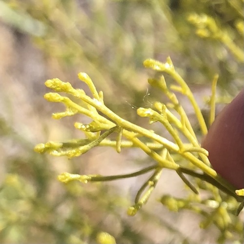 Gutierrezia microcephala