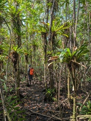 Werauhia gladioliflora, photograph (c) Zac Peterson, some rights reserved (CC BY)