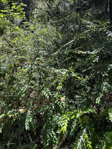 iNaturalist observation photo of Evergreen Huckleberry