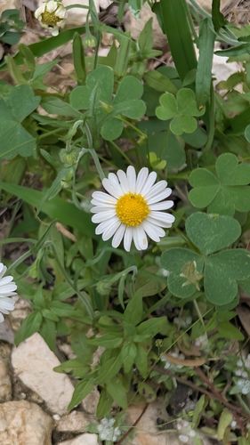 Erigeron modestus, photograph 6