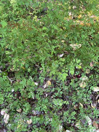 iNaturalist observation photo of Baldhip Rose