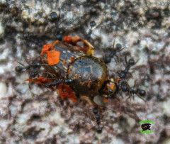 Euoniticellus intermedius