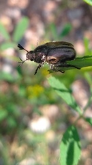 Phyllopertha horticola