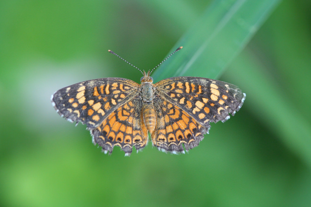 Phaon Crescent Butterflies Of North Texas · Inaturalist