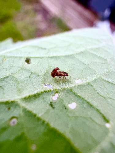 Tobacco Flea Beetle