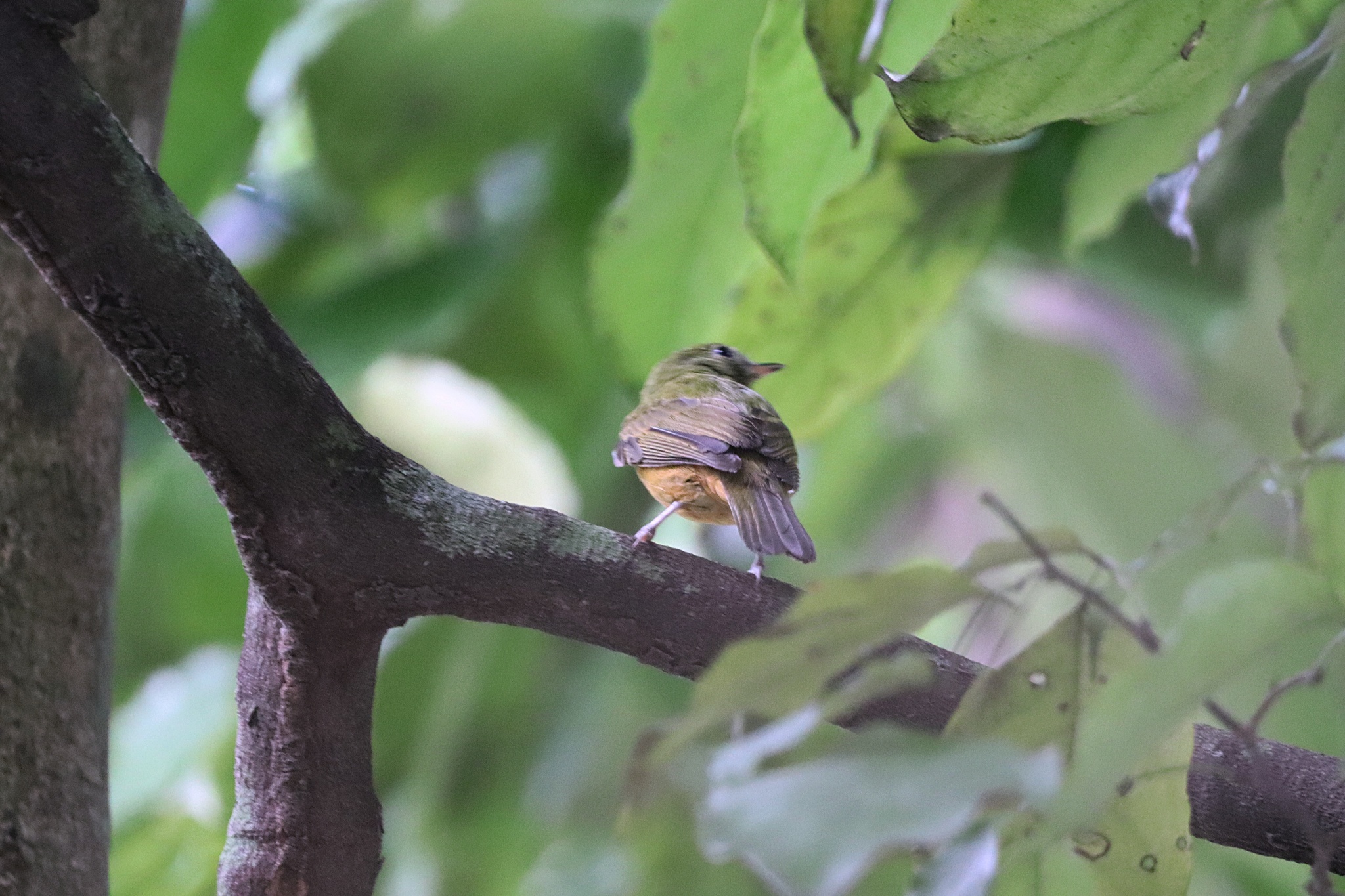 Ochre-bellied Flycatcher (Mionectes oleagineus), photo 9