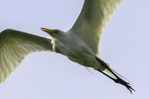 Medium Egret