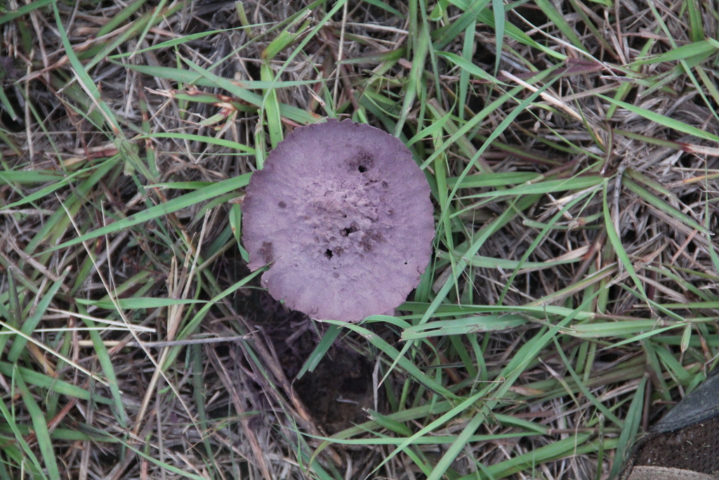 Purple-spored Puffball · June 2026 · photo: Photo: (c) Texas Bird Family, some rights reserved (CC BY) · iNaturalist