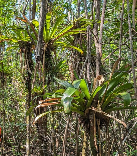 Werauhia gladioliflora, photograph 6