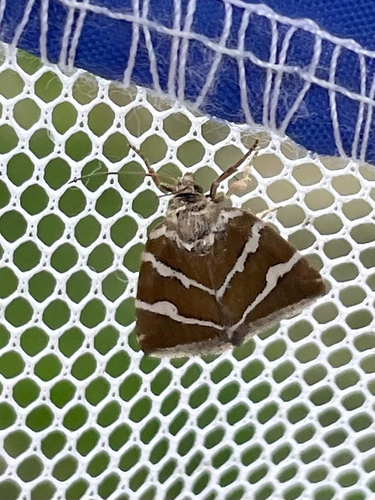 Silver barred