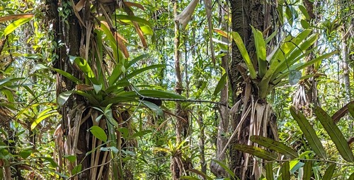 Werauhia gladioliflora, photograph 5