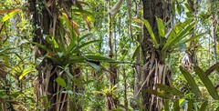 Werauhia gladioliflora, photograph (c) Zac Peterson, some rights reserved (CC BY)
