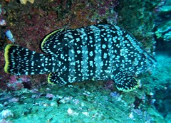 Dermatolepis dermatolepis