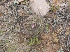 Echinofossulocactus dichroacanthus