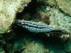 Phyllidiidae