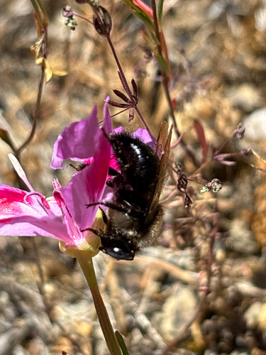 iNaturalist observation photo of Horse-fly Carpenter Bee