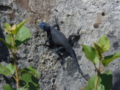 Sceloporus minor