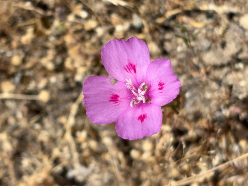 iNaturalist observation photo of Farewell-To-Spring