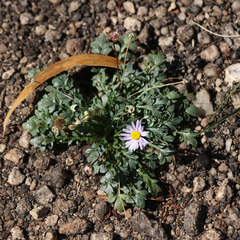 Brachyscome stuartii