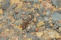 Macrotona australis