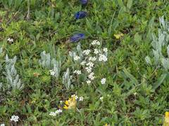 Androsace chamaejasme