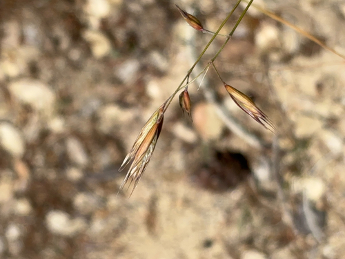 iNaturalist observation photo of California oatgrass