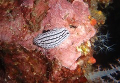 Phyllidiidae