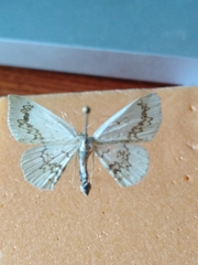 Cyclophora annularia