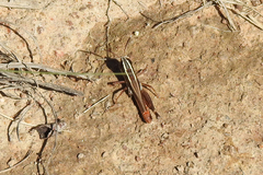 Macrotona australis