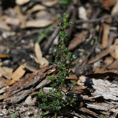 Dodonaea hirsuta