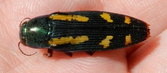 Buprestis rufipes