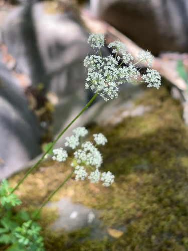 iNaturalist observation photo of Celery Leaf Lovage