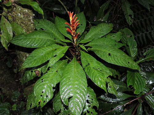 Aphelandra liboniana