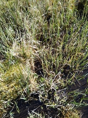 Carex panicea