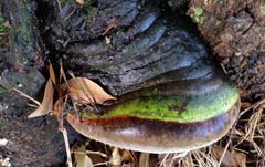 Fomitiporia robusta image