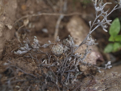 Echinofossulocactus dichroacanthus