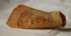 Datana drexelii