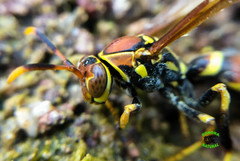 Polistes instabilis