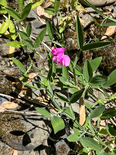iNaturalist observation photo of broad-leaved sweet pea