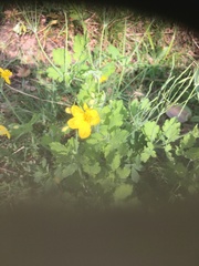 Chelidonium majus