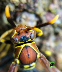 Polistes instabilis